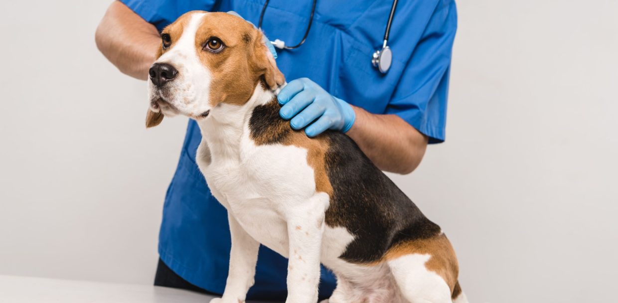 partial-view-of-veterinarian-in-stethoscope-examin-2024-11-17-18-58-56-utc