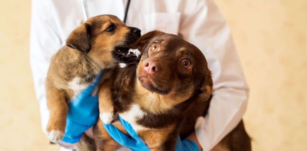 two-pets-a-dog-and-a-puppy-a-mongrel-dog-on-exa-2024-10-17-13-28-15-utc