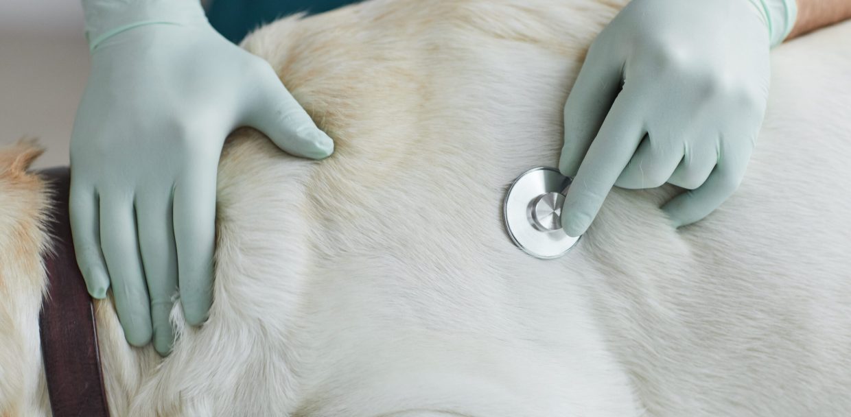 veterinarian-listening-to-breathing-2025-03-09-17-24-27-utc